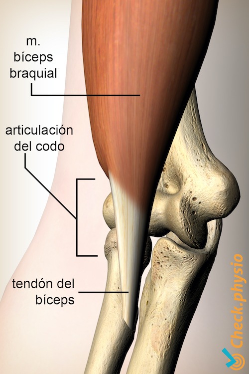 brazo bíceps tendón distal