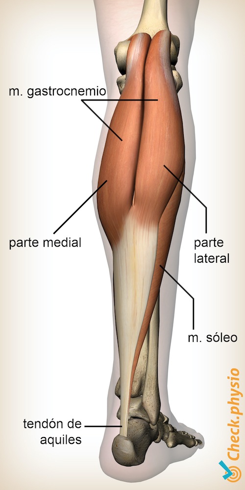 pantorilla pantorrilla músculo gastrocnemio anatomía