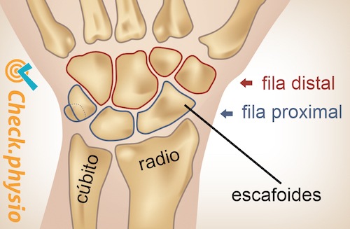 muñeca fila proximal distal