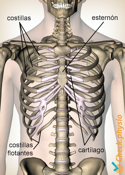 costillas vista anterior esternón cartílago costilla flotante