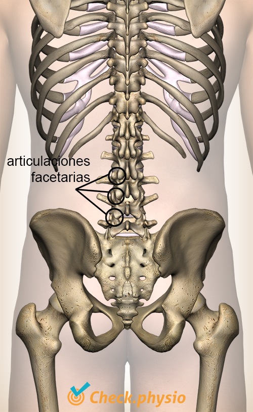 espalda articulación facetaria