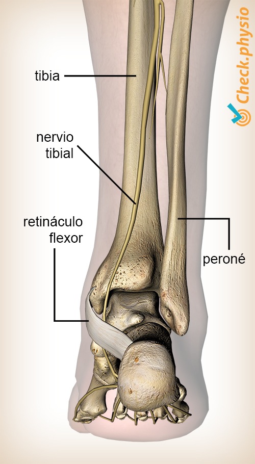 pie nervio tibial posterior retináculo flexor dorsal