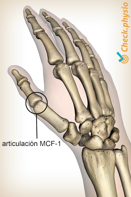 mano MCF 1 pulgar