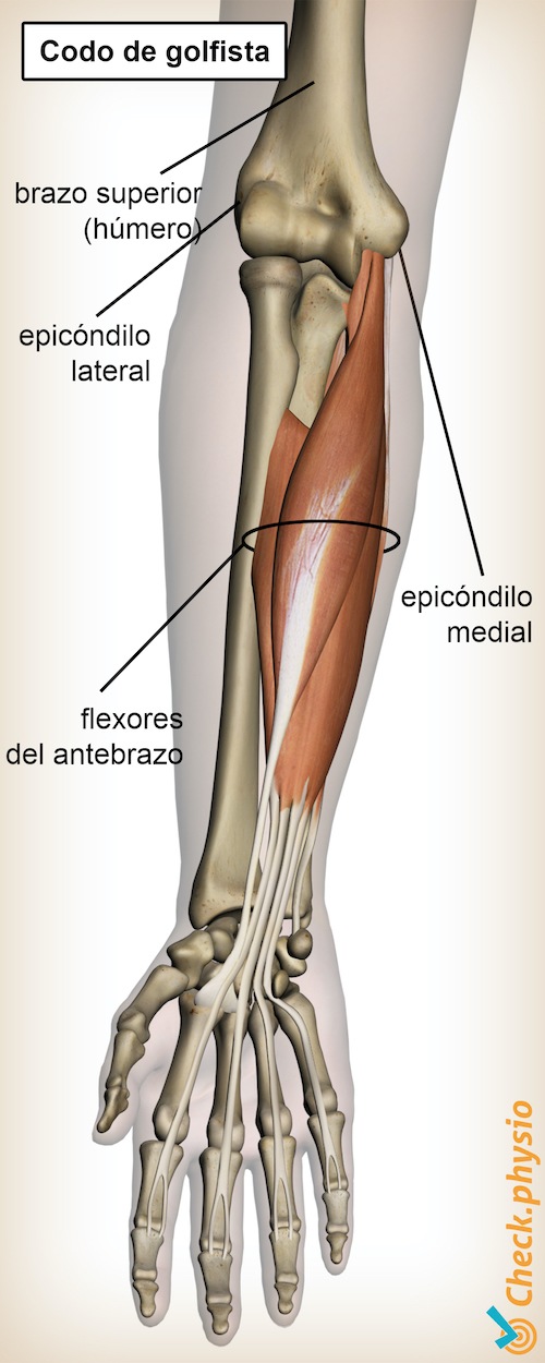 brazo codo de golfista anatomía